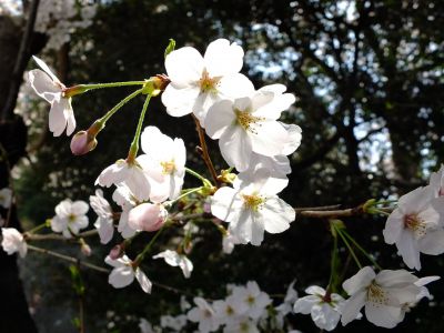 寿福寺観音堂の染井吉野
