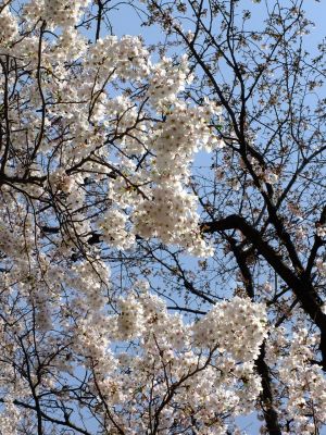 寿福寺観音堂の染井吉野
