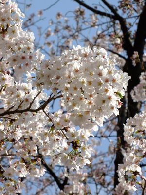 寿福寺観音堂の染井吉野
