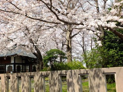 寿福寺観音堂の染井吉野
