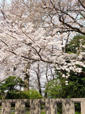 寿福寺観音堂の染井吉野
