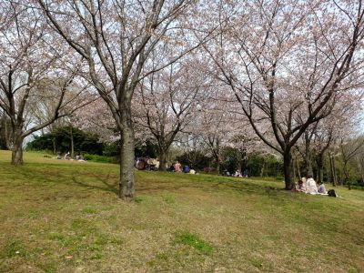 都筑中央公園の染井吉野
