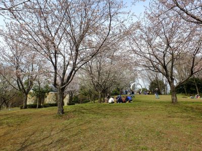 都筑中央公園の染井吉野
