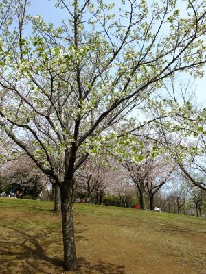 都筑中央公園の染井吉野

