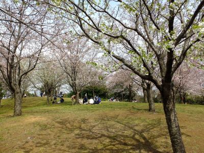 都筑中央公園の染井吉野
