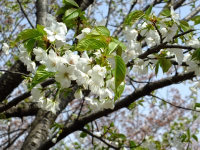 都筑中央公園のおおしまざくら
