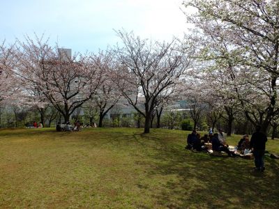 都筑中央公園の染井吉野
