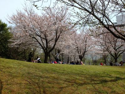 都筑中央公園の染井吉野
