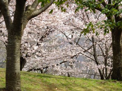 都筑中央公園の染井吉野
