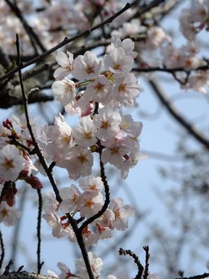 都筑中央公園の染井吉野
