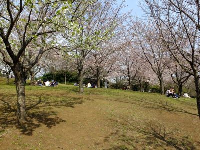 都筑中央公園の染井吉野
