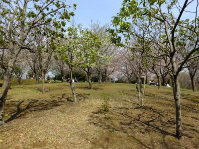 都筑中央公園の染井吉野
