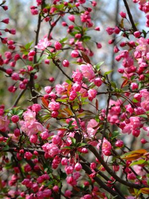 北部病院の花海棠
