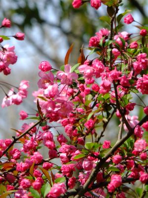 北部病院の花海棠
