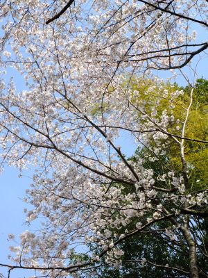 心行寺のさくら
