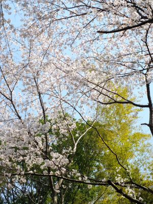 心行寺のさくら
