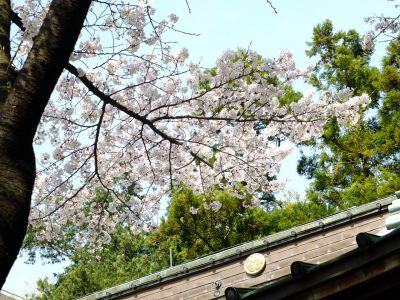 心行寺のさくら
