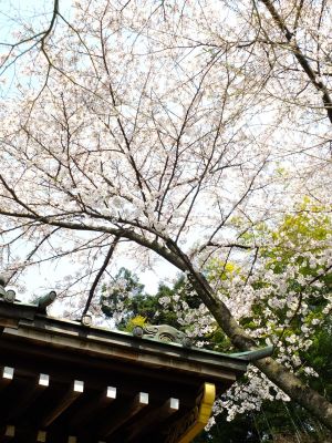 心行寺のさくら
