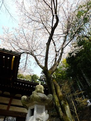 心行寺のさくら
