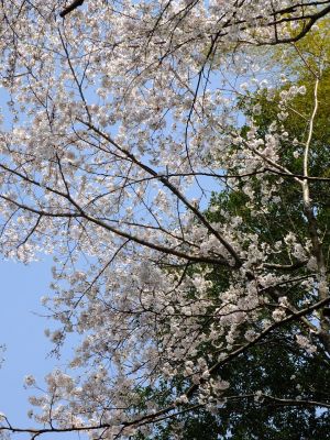 心行寺のさくら
