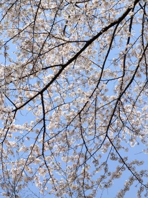 心行寺のさくら
