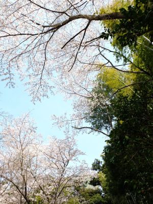 心行寺のさくら
