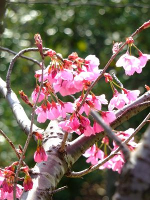 心行寺の寒緋桜
