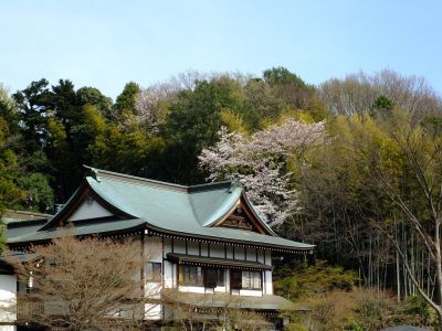 心行寺のさくら
