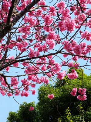 心行寺の寒緋桜

