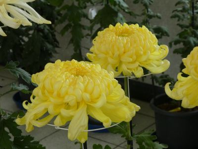 第33回菊花展（センター南駅）
