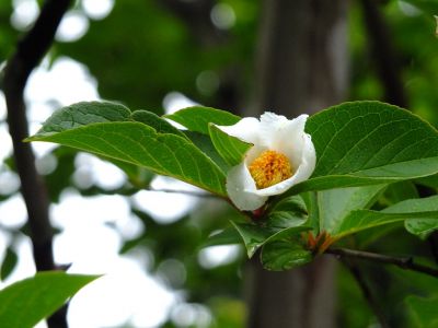 正覚寺（沙羅双樹・・・夏椿）
