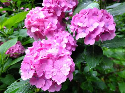 都筑中央公園ばじょじ谷戸
