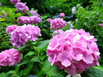 都筑中央公園ばじょじ谷戸
