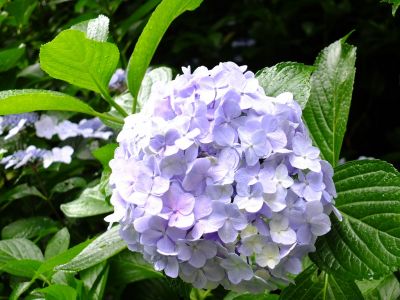 都筑中央公園ばじょじ谷戸
