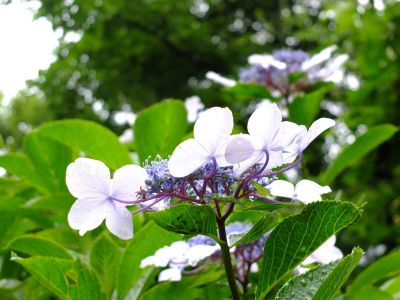 都筑中央公園ばじょじ谷戸
