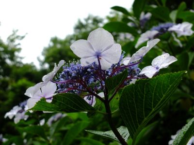 都筑中央公園ばじょじ谷戸
