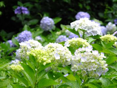 都筑中央公園ばじょじ谷戸
