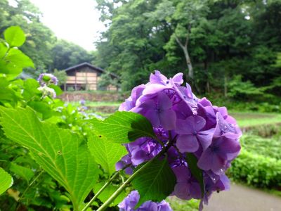 都筑中央公園ばじょじ谷戸
