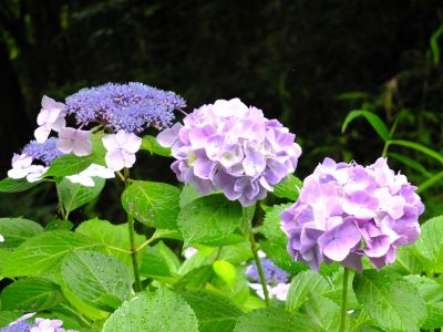 都筑中央公園ばじょじ谷戸
