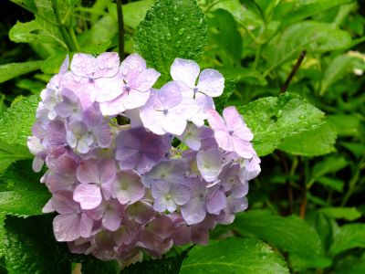 都筑中央公園ばじょじ谷戸
