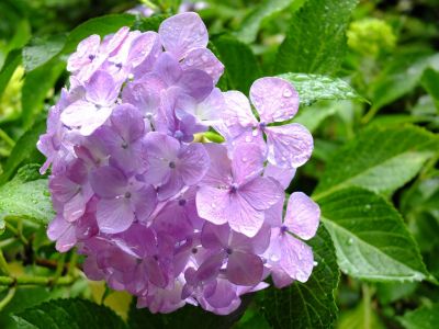 都筑中央公園ばじょじ谷戸

