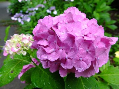 都筑中央公園ばじょじ谷戸
