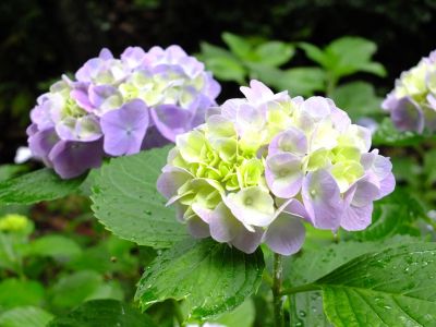 都筑中央公園ばじょじ谷戸
