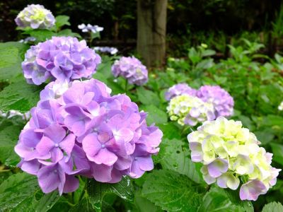 都筑中央公園ばじょじ谷戸
