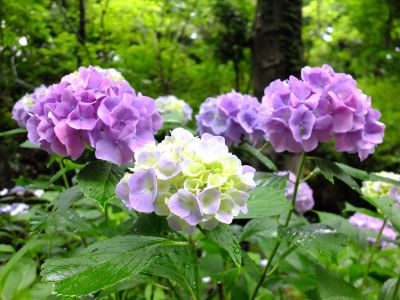 都筑中央公園ばじょじ谷戸
