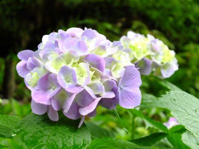 都筑中央公園ばじょじ谷戸
