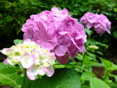 都筑中央公園ばじょじ谷戸
