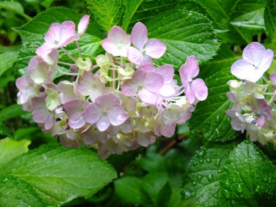 都筑中央公園ばじょじ谷戸
