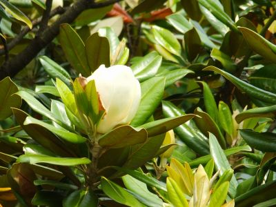 正覚寺（おおさんぼく）
