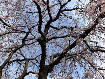 早渕川岸の枝垂れ桜
